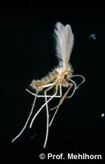 homoki szúnyog / lepkeszárnyú szúnyog - Phlebotomus perniciosus 